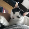トウチャンハオレノモノニャ