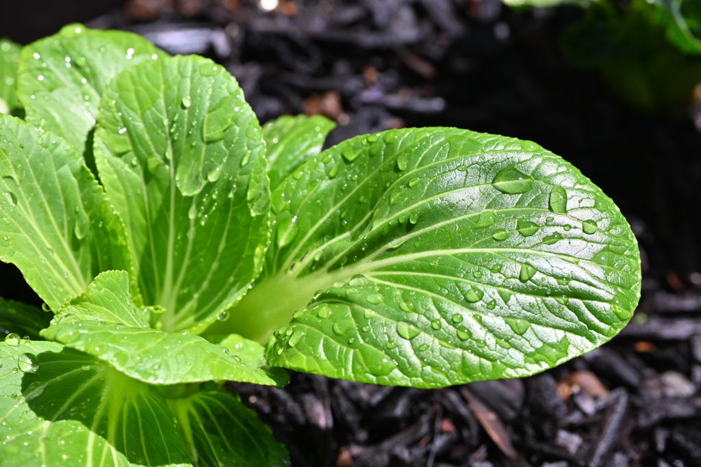 おいしくなあーれ！