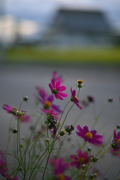 朝の表情