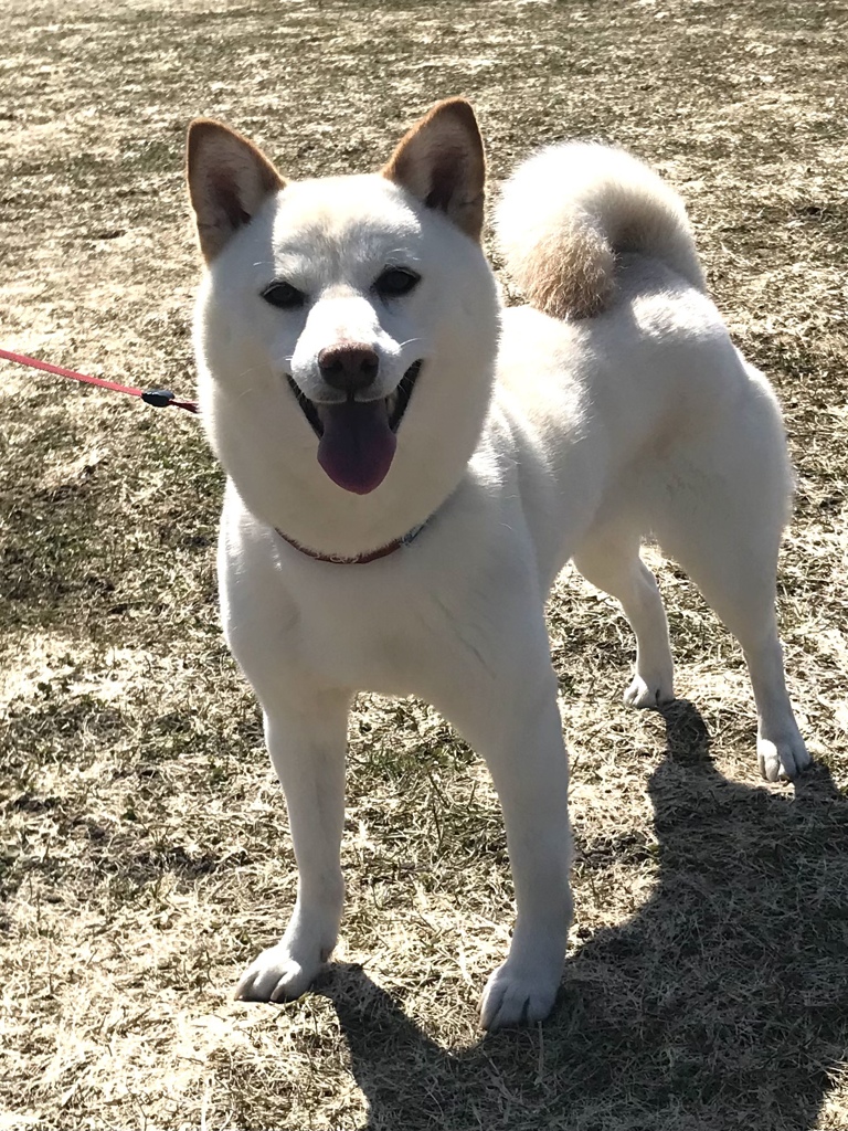 犬も喜ぶ日差しです！
