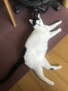 落ち猫（笑）