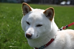 白柴のうめちゃん♪