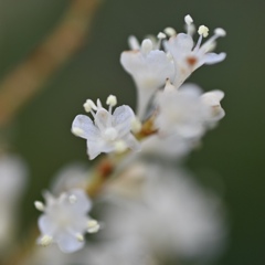 虎杖(いたどり)の花