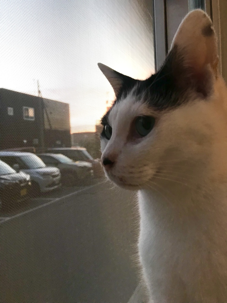 夕暮れニャルソック