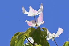 雨が止みますように