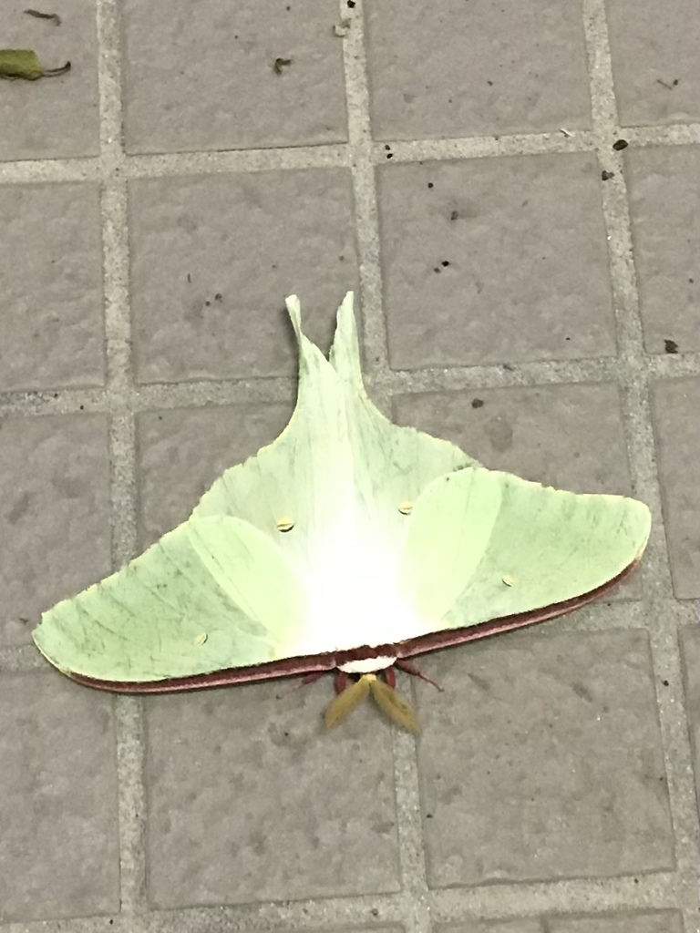 オオミズアオ！