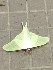 オオミズアオ！