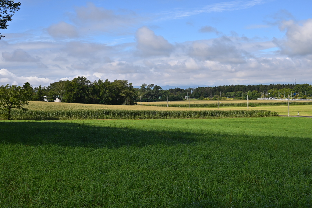 酪農学園の風景