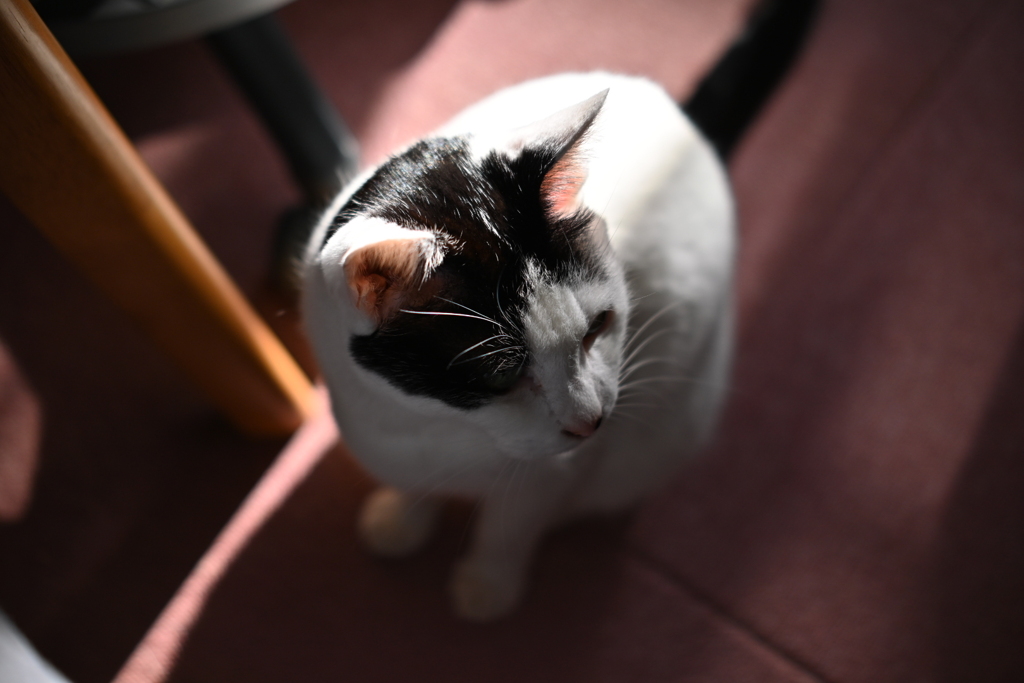 TTartisan 35mm f1.4C