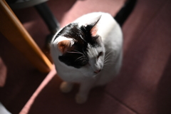TTartisan 35mm f1.4C