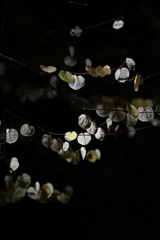 LED、桂葉