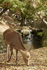 奈良のイチョウ
