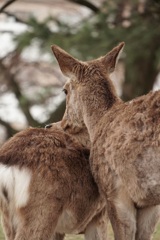 2頭の鹿