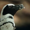 ペンギン