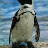 ペンギン