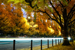 明治神宮外苑いちょう並木