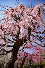 大草山 昇竜しだれ梅園