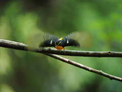 ISO6400ProCap