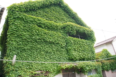 蔦家物件