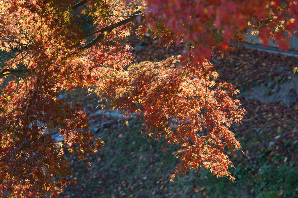 紅葉 弐