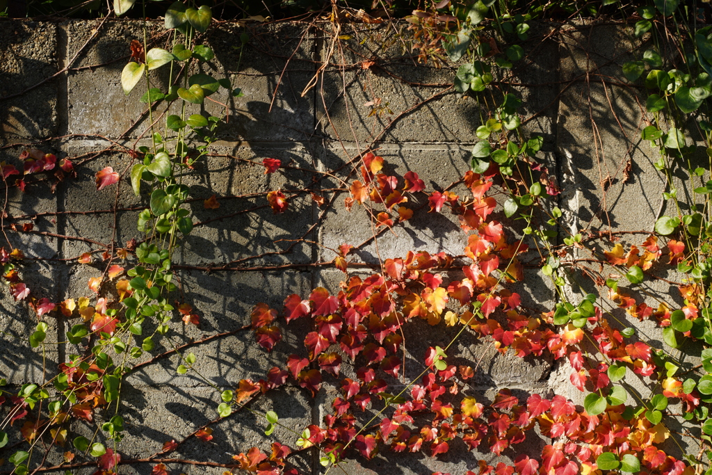 ブロック塀の秋  Nikkor H-Auto 50mm f2