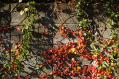 ブロック塀の秋  Nikkor H-Auto 50mm f2