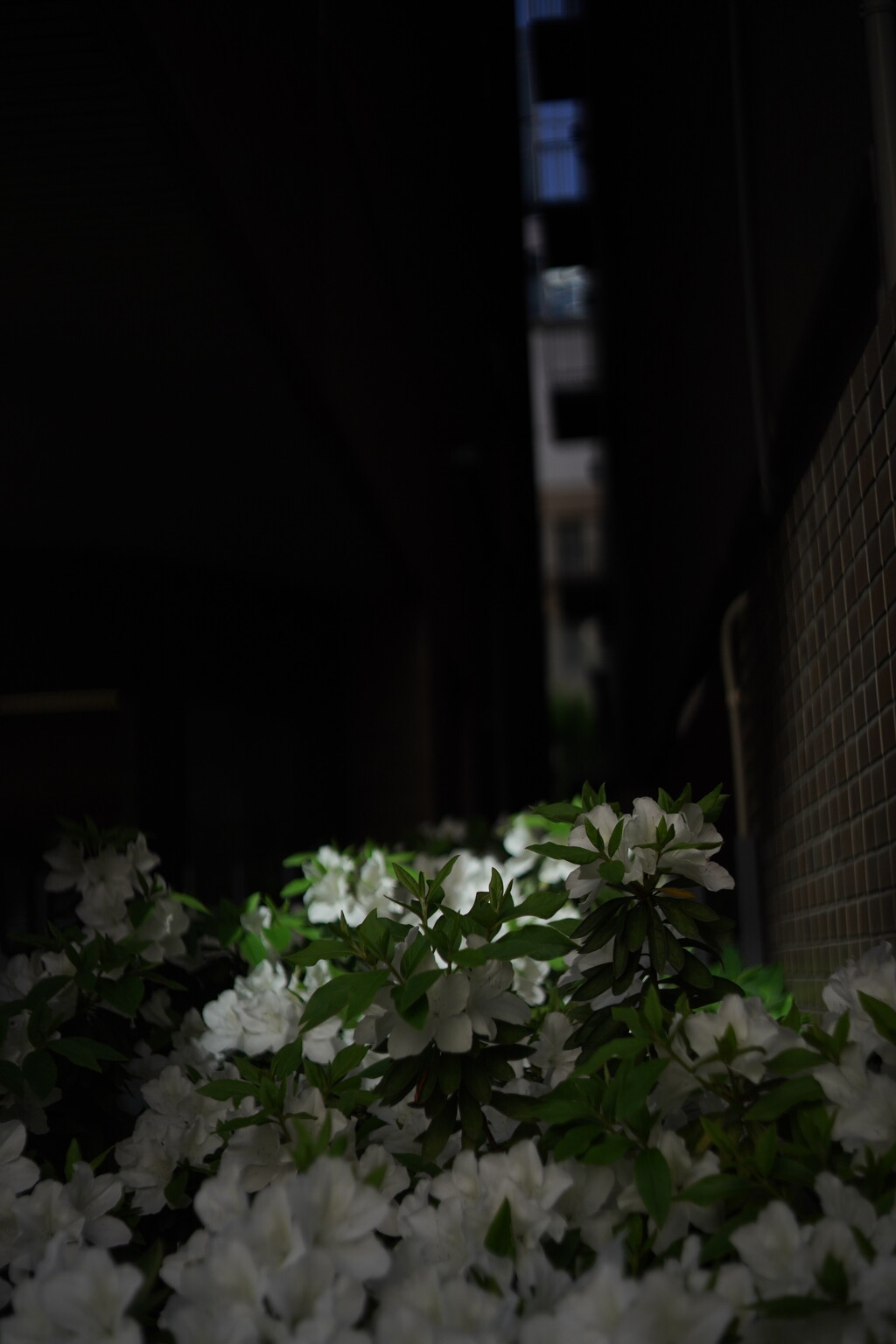 隙間より花  視点その２ Topcor S f5cm 1:2 L39
