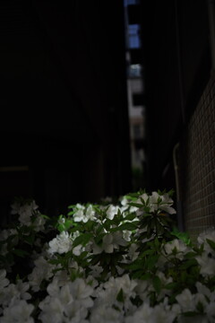 隙間より花  視点その２ Topcor S f5cm 1:2 L39