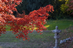 猫も杓子も紅葉なら俺も紅葉行っとく？ f5.6