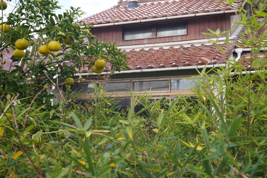空き家の夏蜜柑 Carl Zeiss Tesaer 50mm f3.5 沈胴
