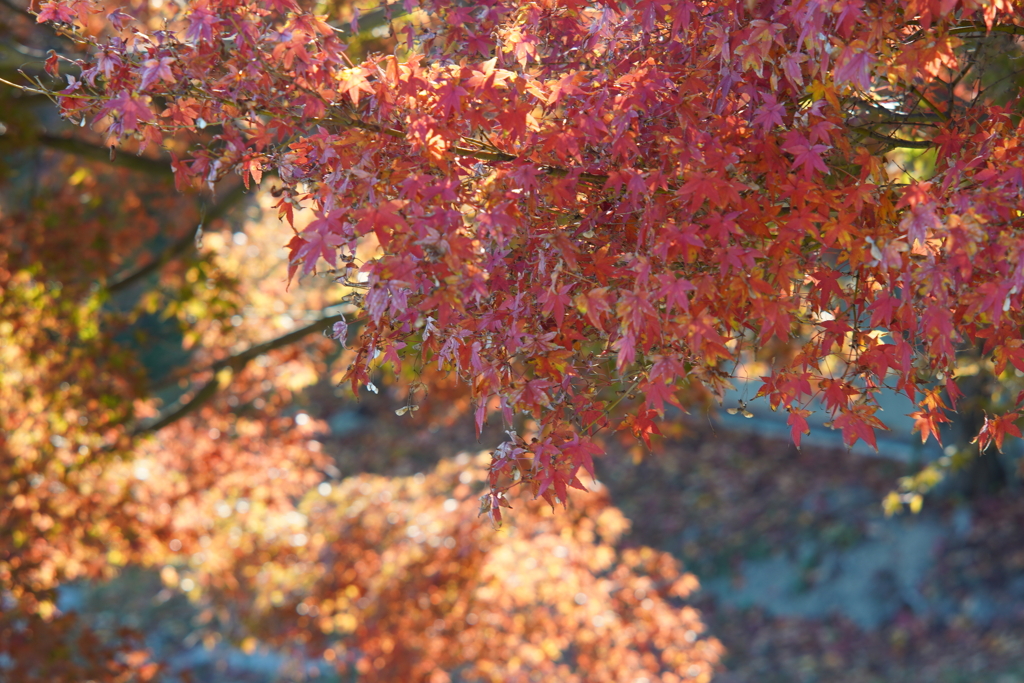紅葉 参