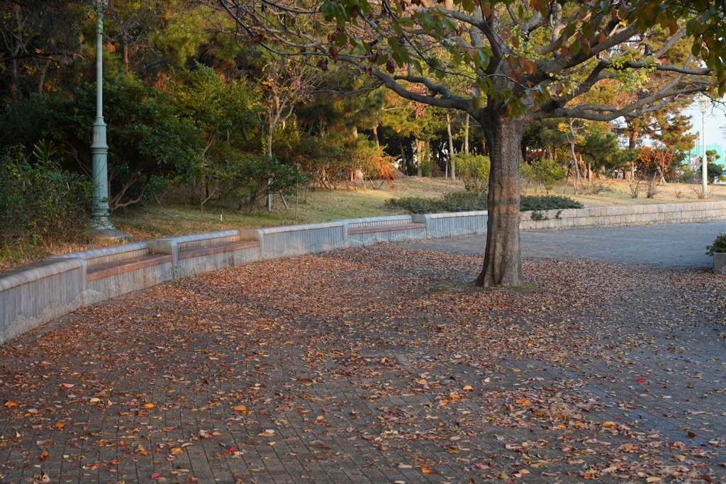 MC ROKKOR-PG 58mm f1.2 ⑦