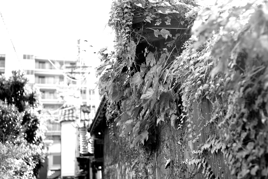 呼ばれたから撮っちゃいました