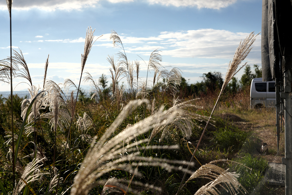 空とススキと猫