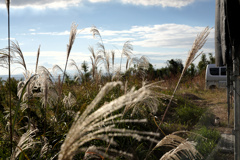 空とススキと猫
