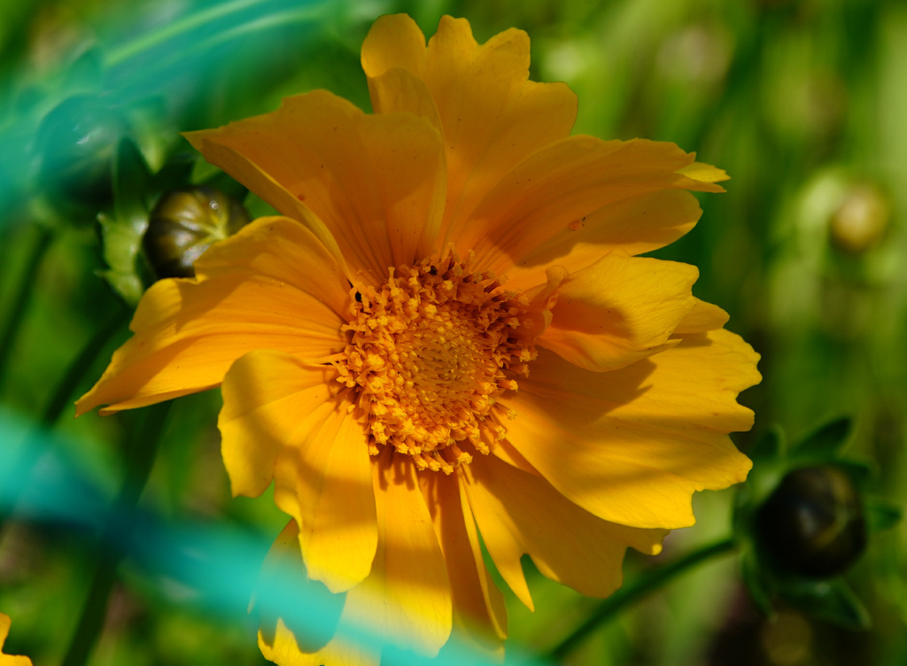 唐突に花  Ai AF Zoom Nikkor 28-105mm 
