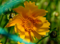 唐突に花  Ai AF Zoom Nikkor 28-105mm 