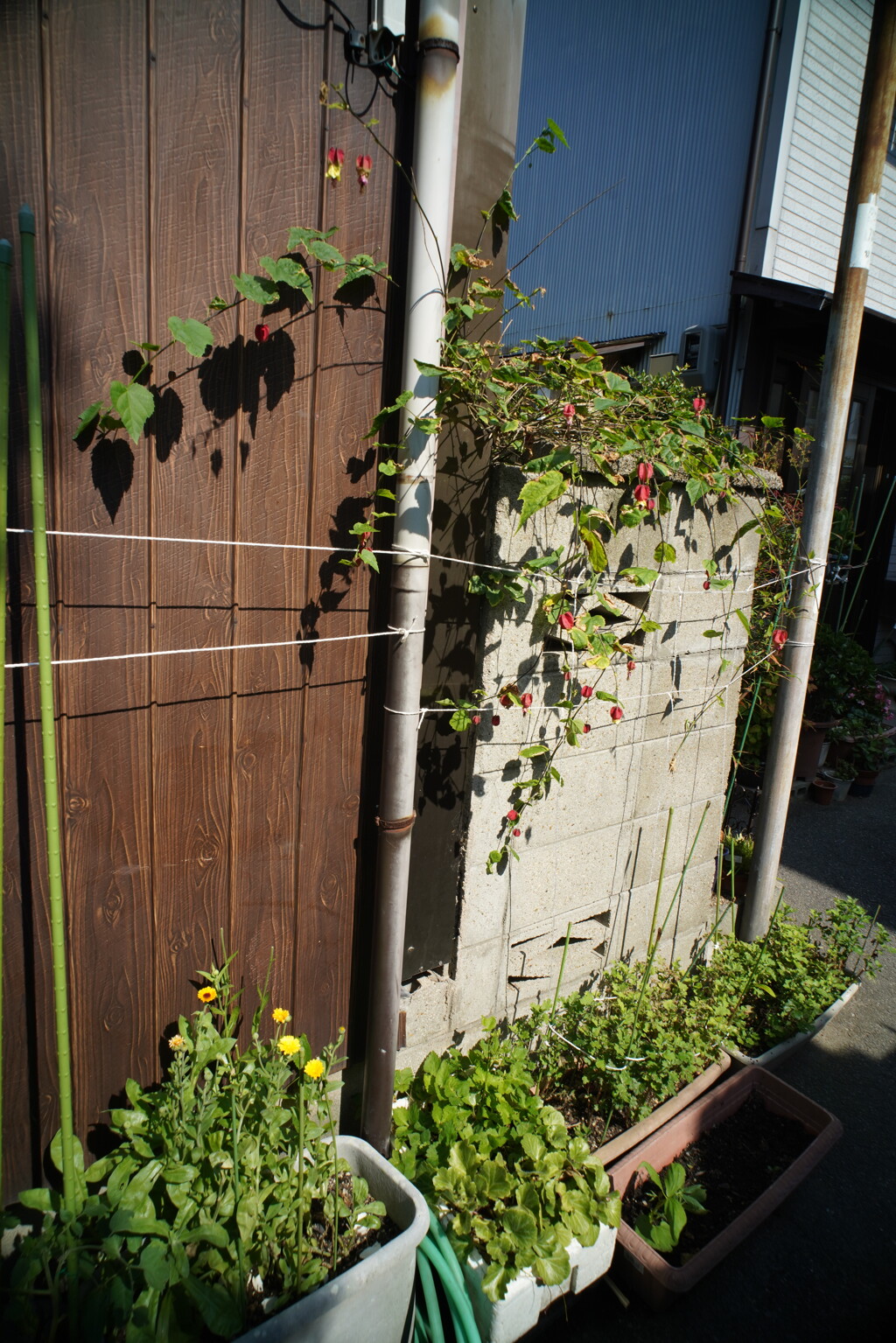 ROKKOR QH21mm/f4で撮る港町界隈