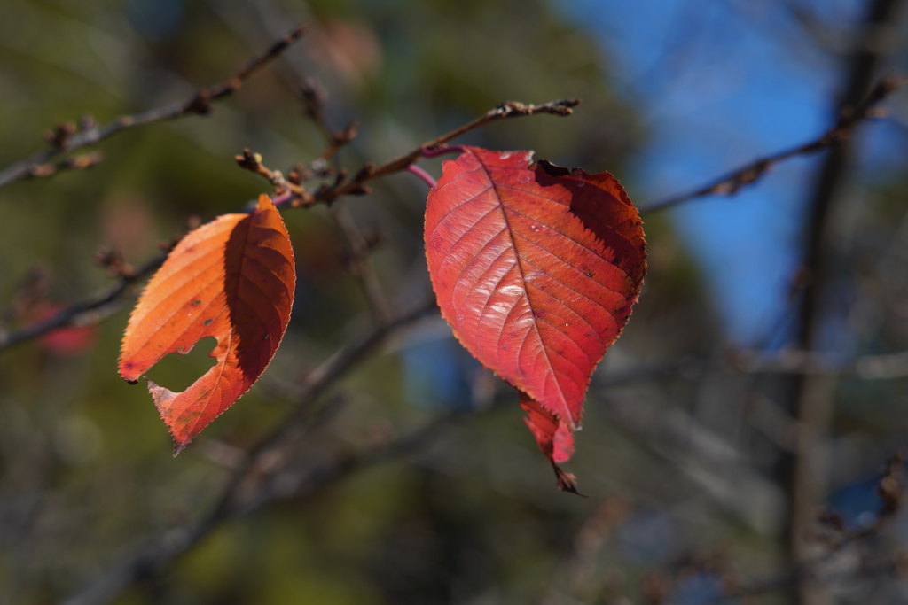 紅い葉 f5.6