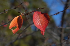 紅い葉 f5.6
