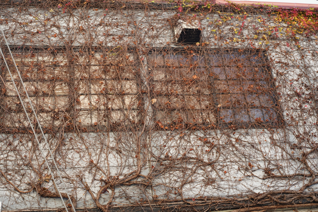 壁面描写 Nikkor H-Auto 50mm f2 ①