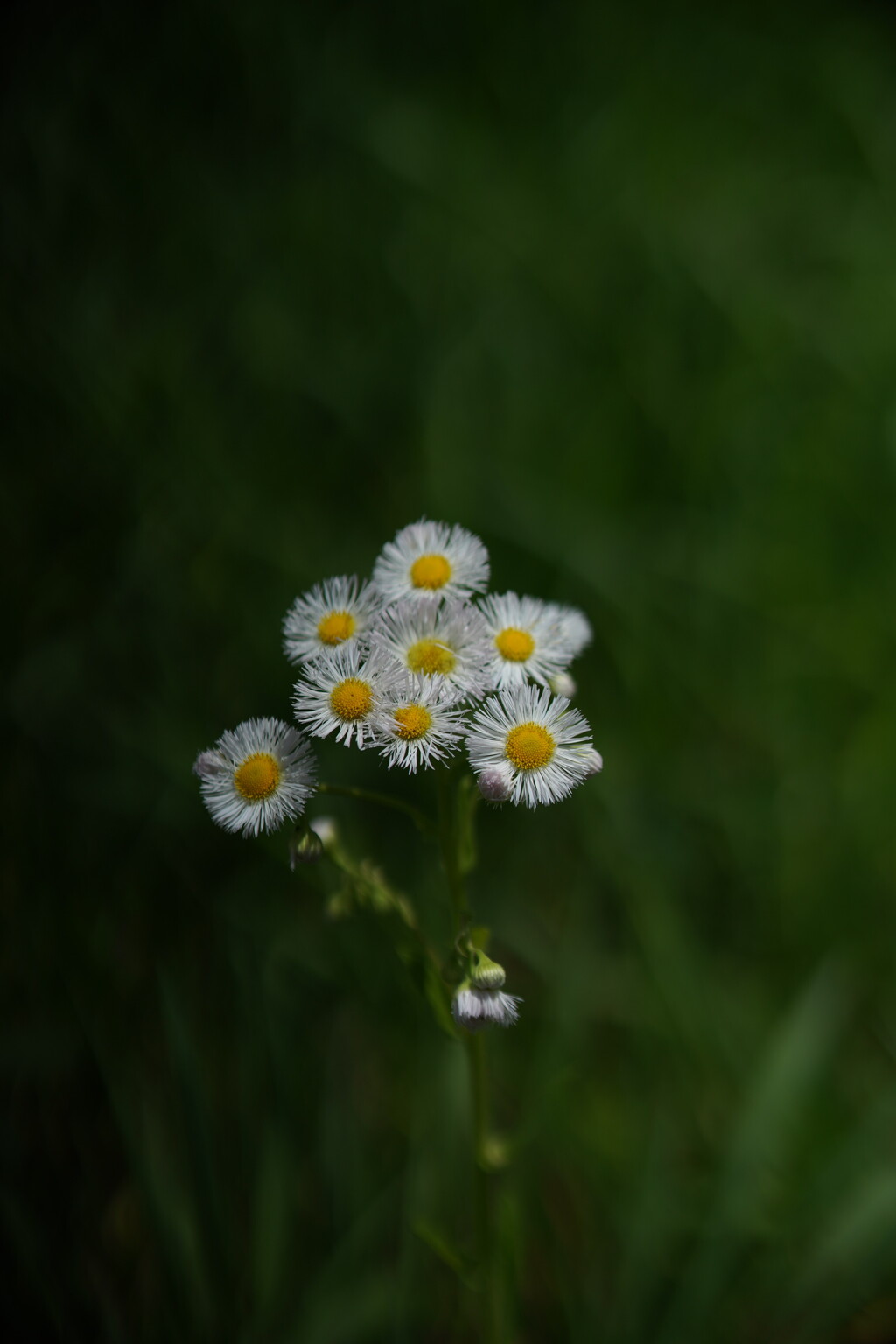 路傍の花 