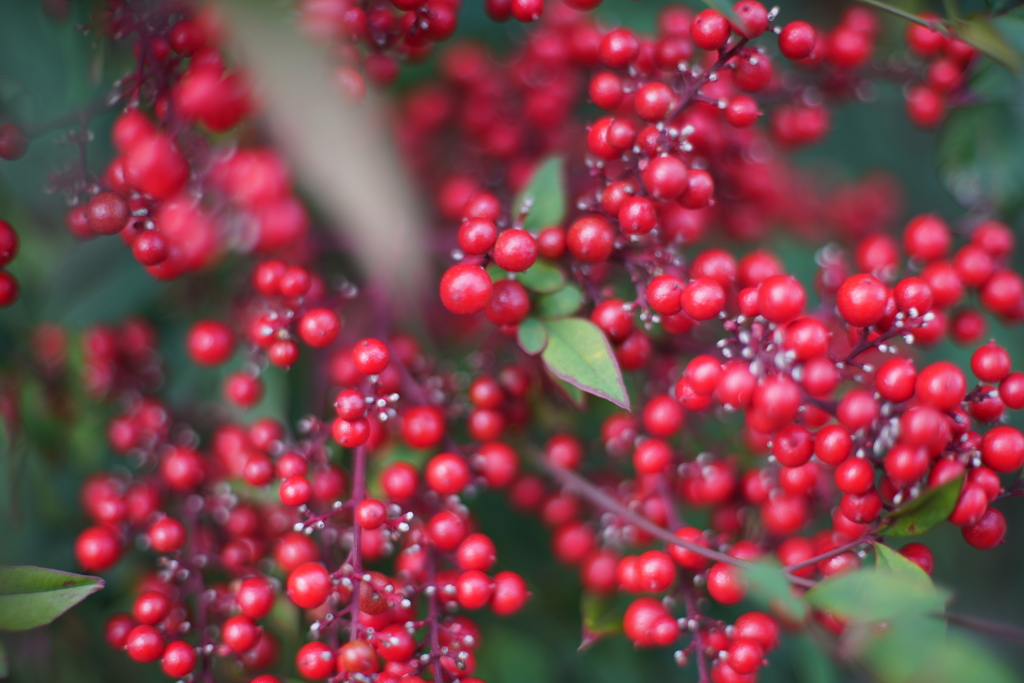 赤い実 (レンズテスト)