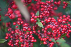 赤い実 (レンズテスト)