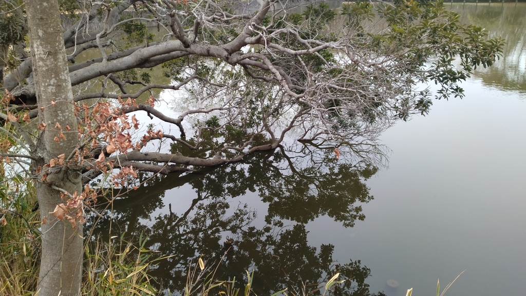 水木画