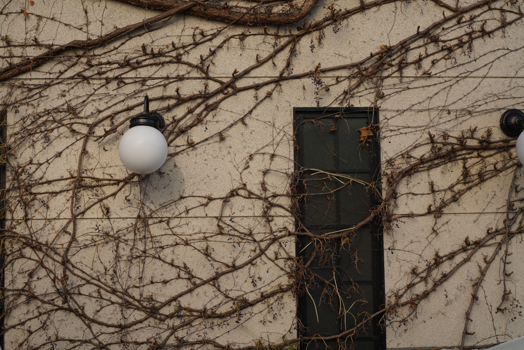 壁面描写②   Nikkor H-Auto 50mm f2