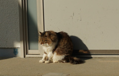 猫  Nikkor H-Auto 50mm f2