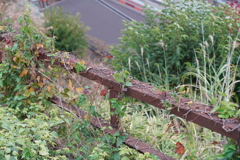 MC ROKKOR-PG 58mm f1.2 ③