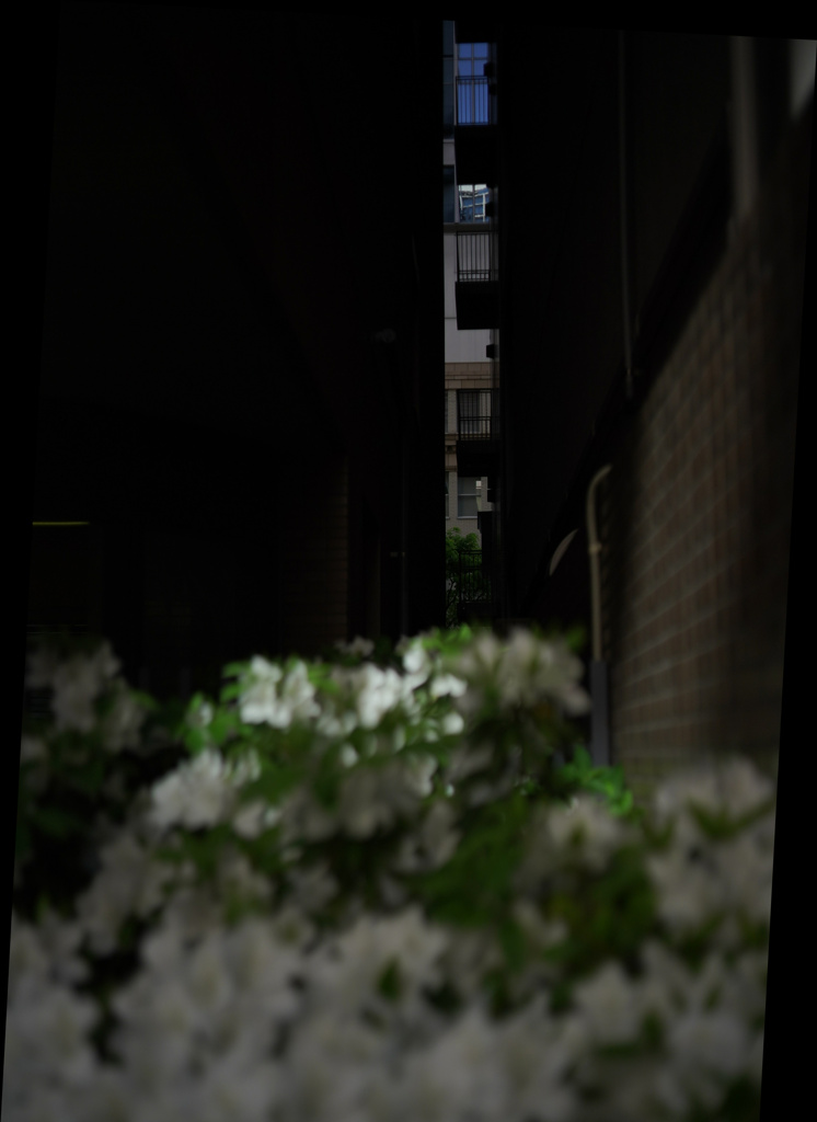 花より隙間 視点その１ Topcor S f5cm 1:2 L39