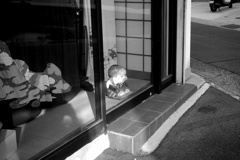 セレナー 50mm f3.5 作例②